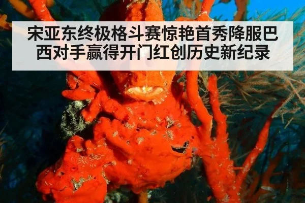 宋亚东终极格斗赛惊艳首秀降服巴西对手赢得开门红创历史新纪录